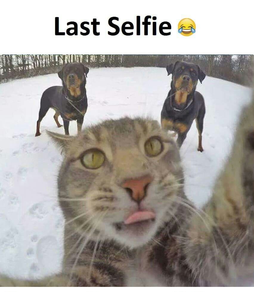 Selfie of the year and last - meme