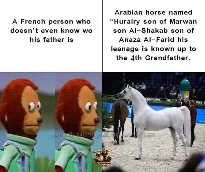 Horse - meme