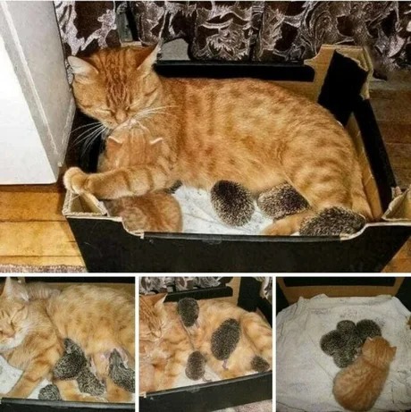 Cat, mother of hedgehogs - meme