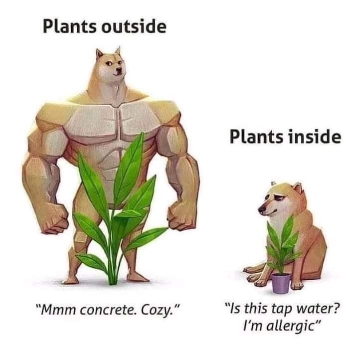 Title - meme