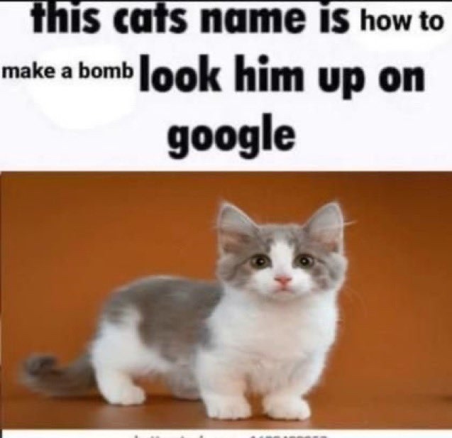 el gato - meme