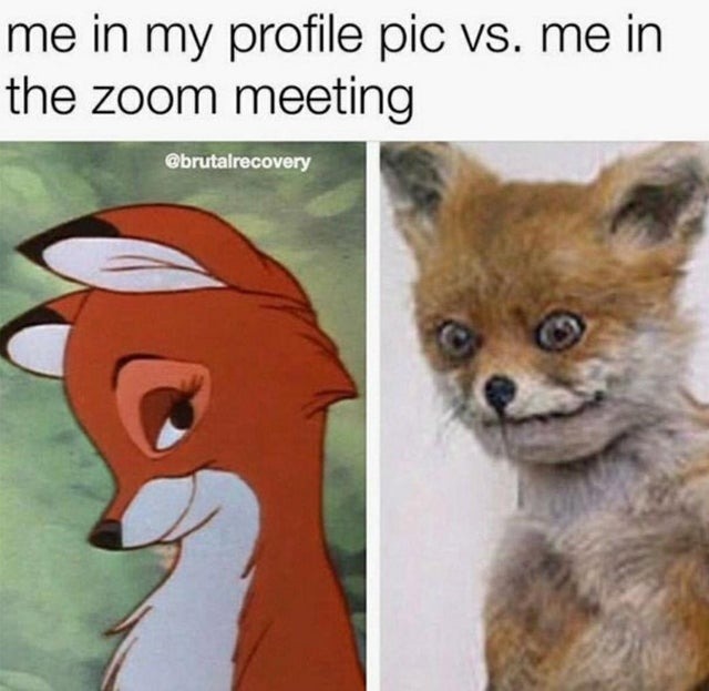 zoom meetings - meme