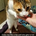 Cat needs to lick hands each day