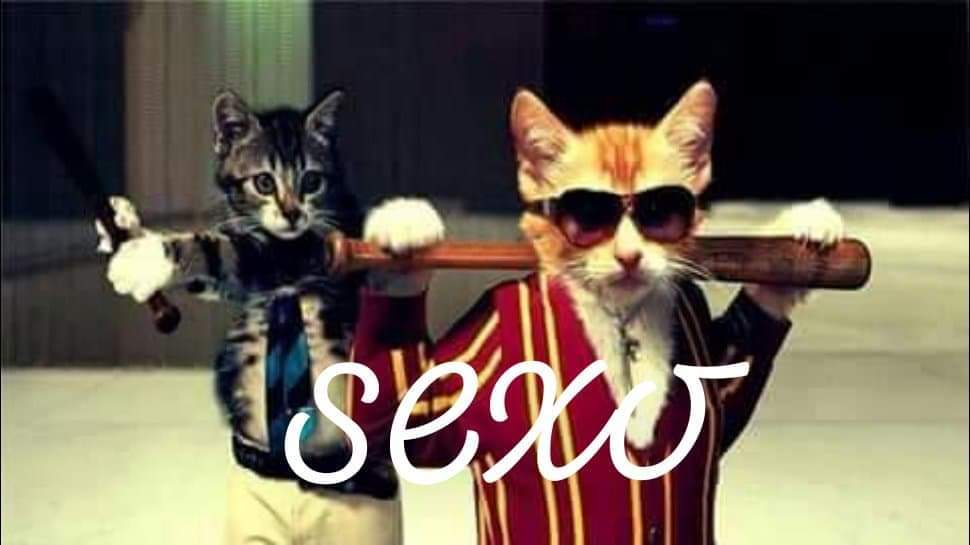 gato sexo - meme