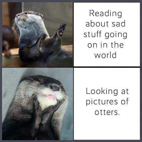 Otter supremacy - meme