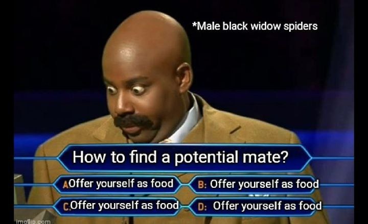 Black widow mating strategy: offer yourself as dinner and hope for the best - meme