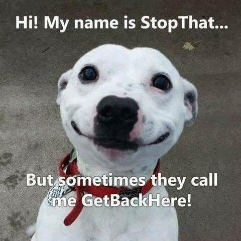 My name is StopThat... but they call me GetBackHere - meme