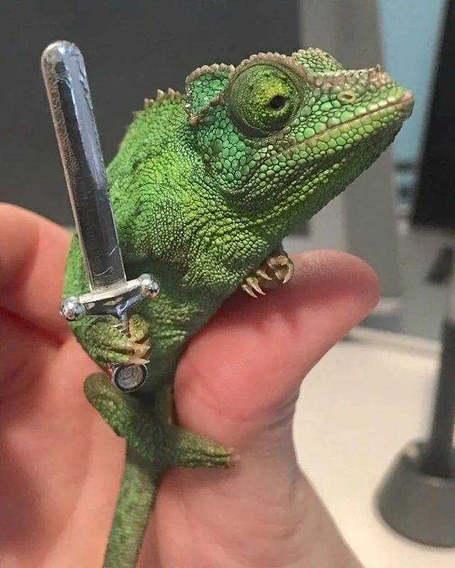 It's Curtana for you! I was knighted by Queen E•lizard•beth. - meme