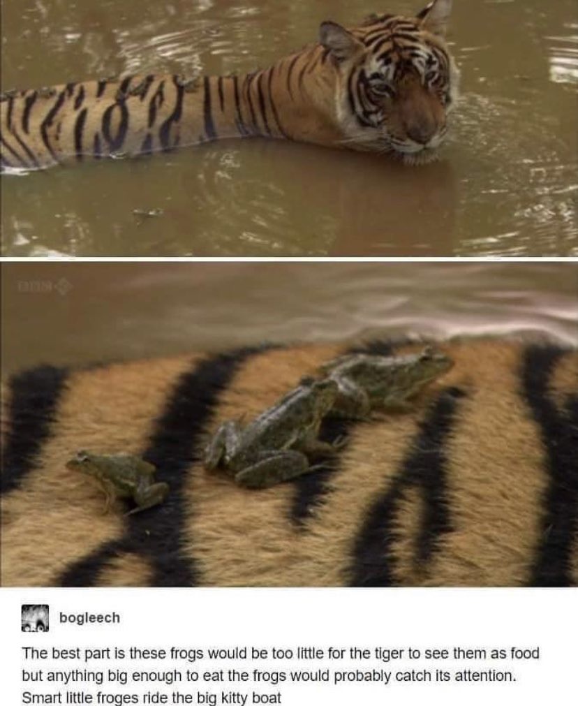 Tiger boat - meme