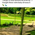 Dinosaurs,