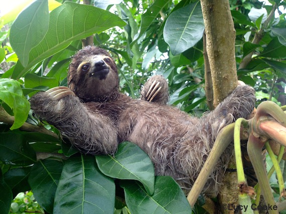 This is a sloth Chilling - meme