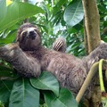This is a sloth Chilling