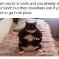 Fat cat meme