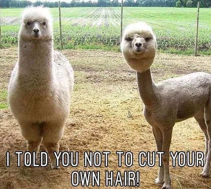 You shouldn't ever cut your own hair - meme