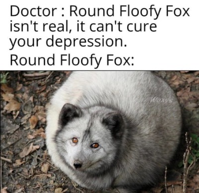 Round floofy fox can cure YOU! - meme