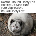 Round floofy fox can cure YOU!