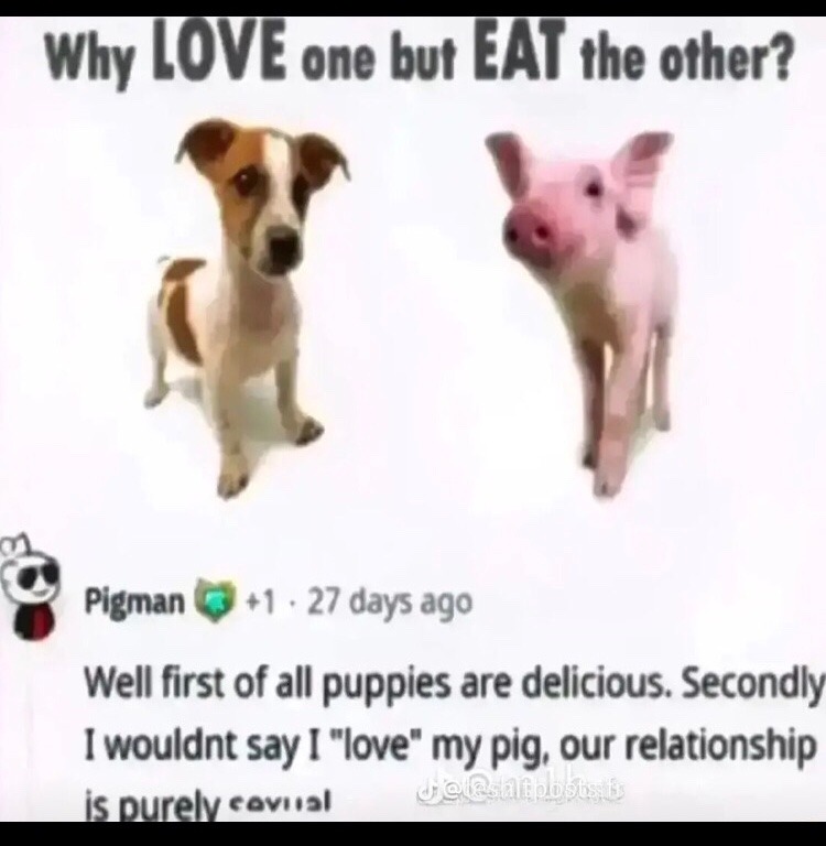 pigs are kinda hot - meme
