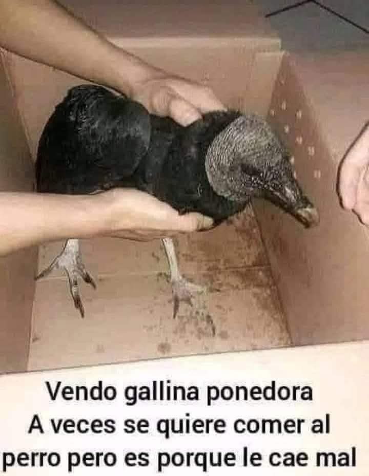 G - meme