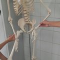 Ensinando o nosso amiguinho esqueleto a sarrar