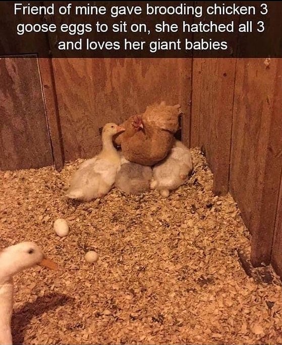 giant babies - meme