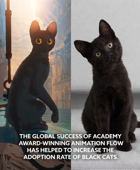 Oscar-winning cat movie boosts black cat adoptions - meme