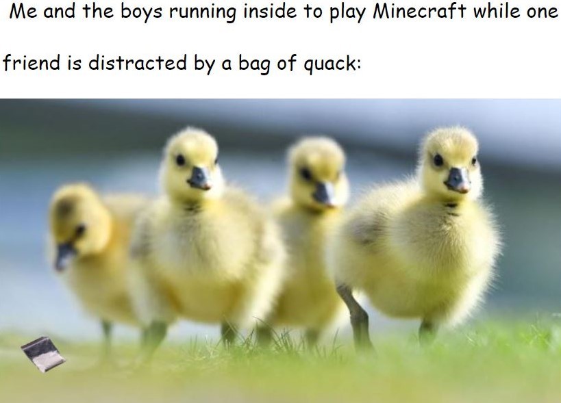 Another google docs meme... but ducks!
