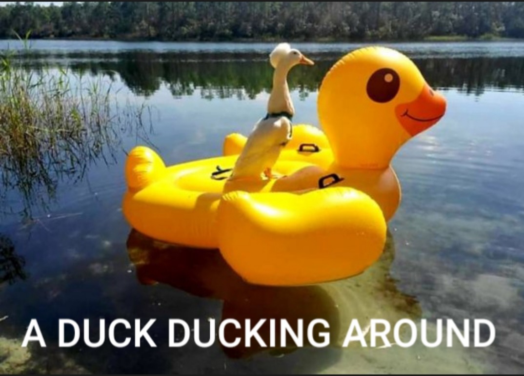 Ducking Duck - meme