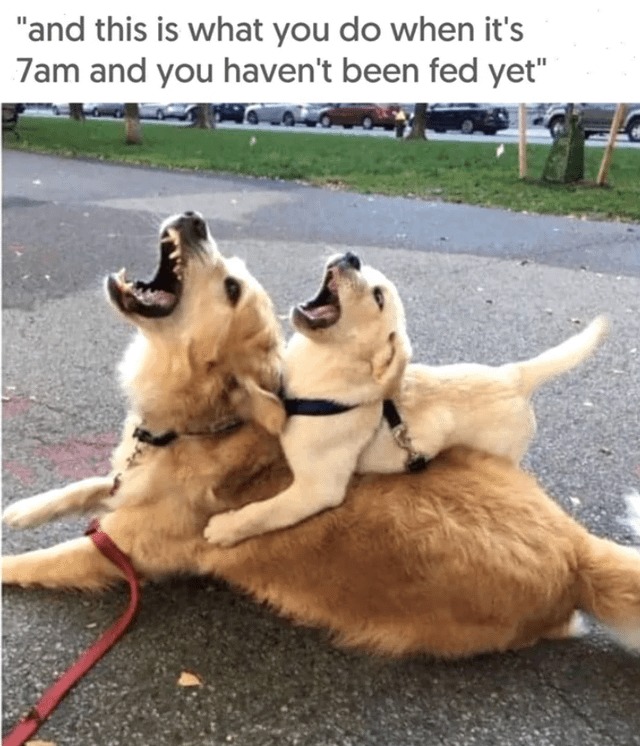 like father like son - meme