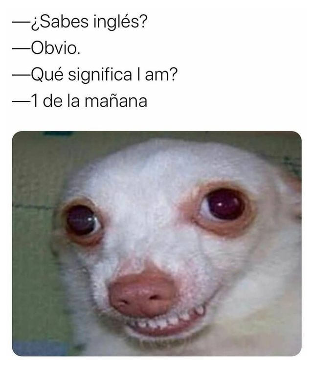 Perrito - meme