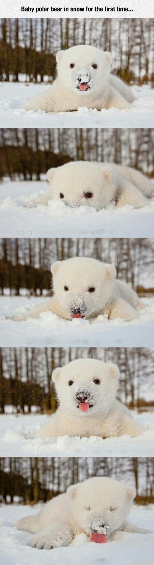 The little snow floofer is so cute! - meme