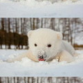 The little snow floofer is so cute!