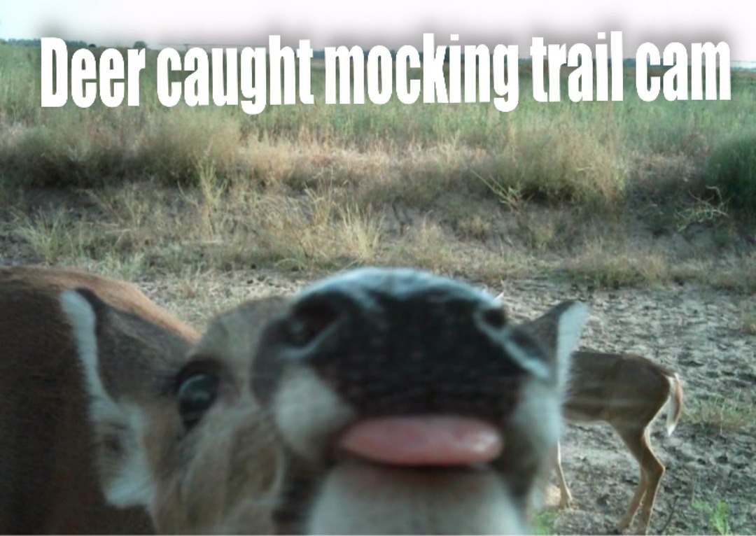 Trail cams are watching you! - meme