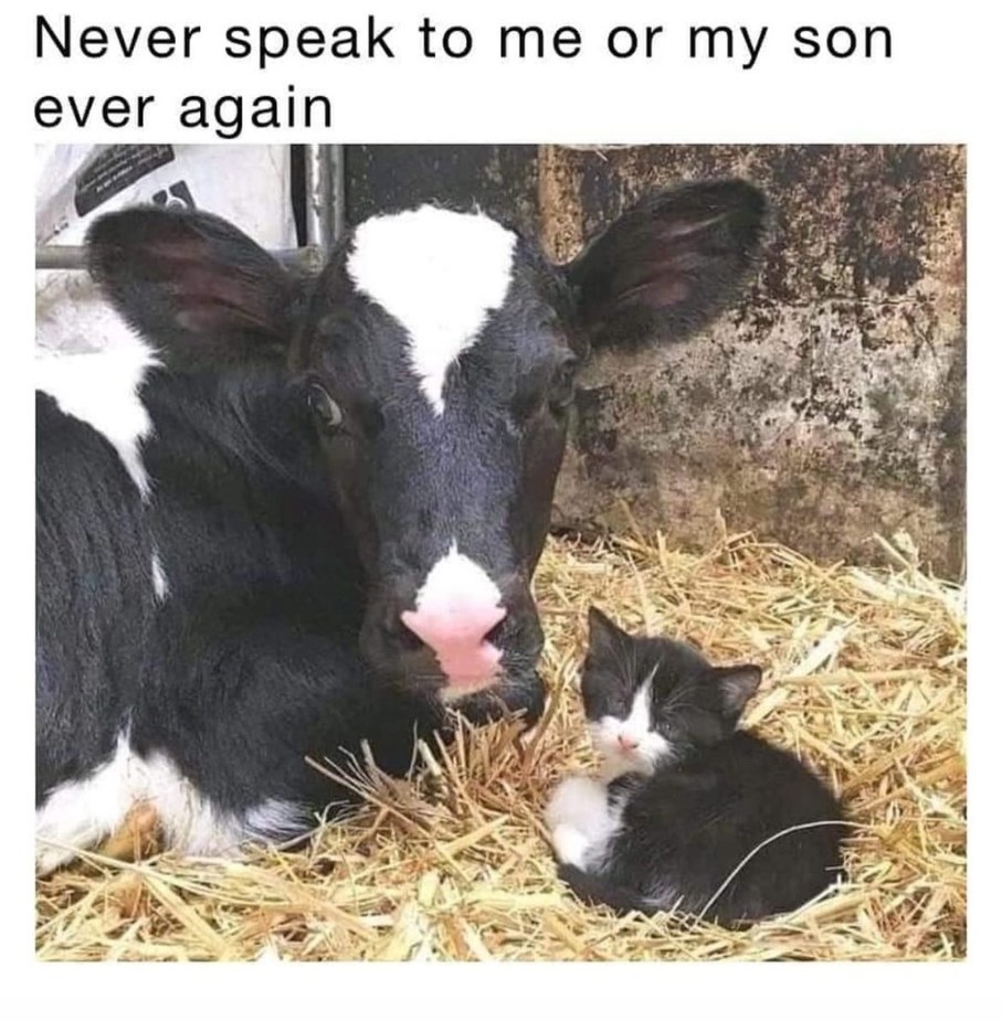 Cat cow - meme