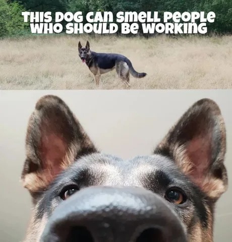 This dog can smell people who should be working - meme