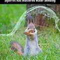 l'écureuil maître de l'eau