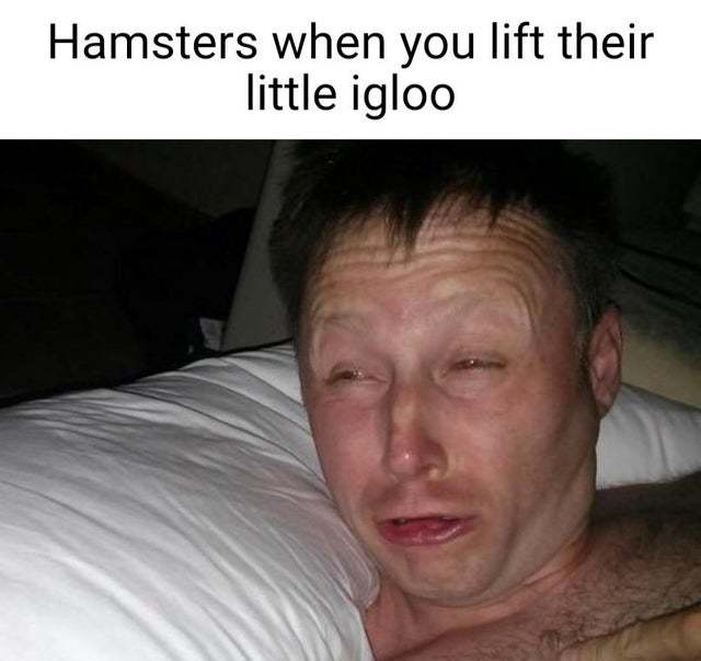 Hamsters when you lift their little igloo - meme