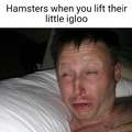 Hamsters when you lift their little igloo