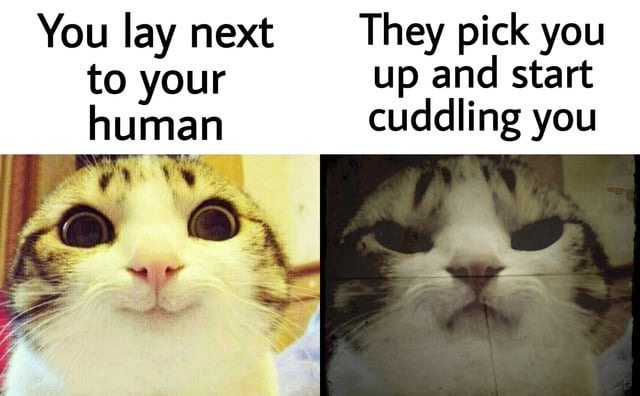 you'll never understand cats - meme