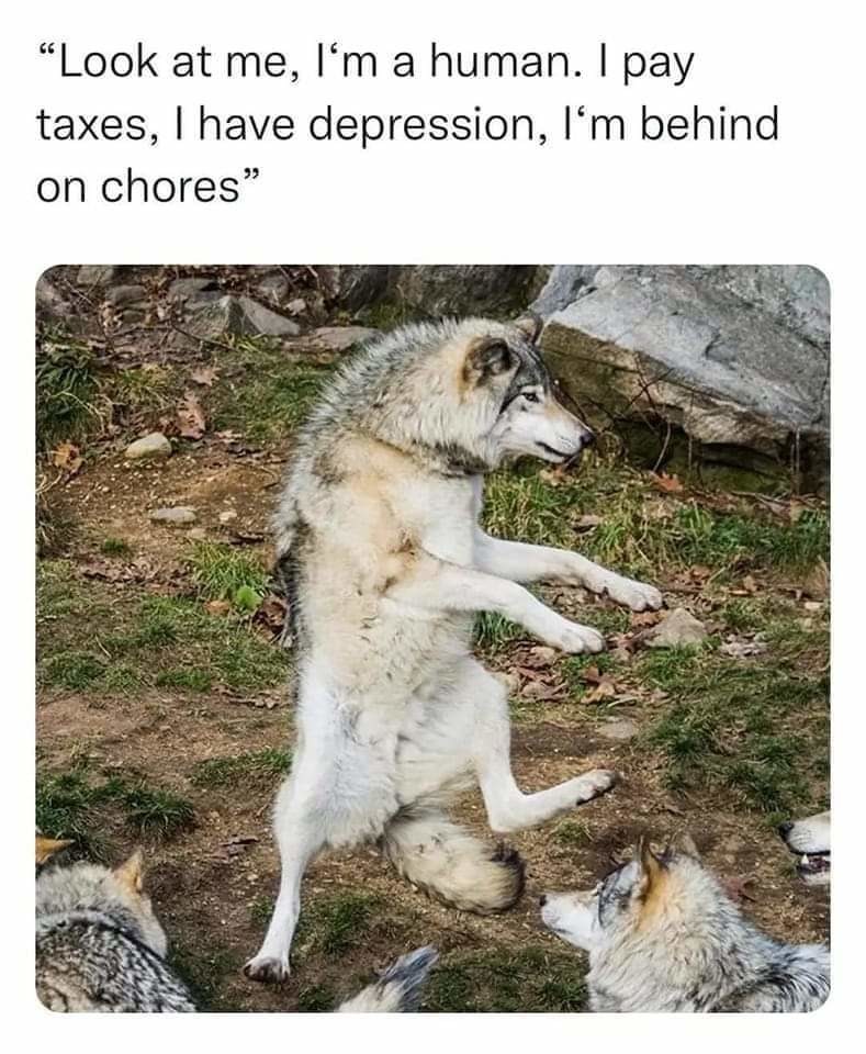 When you pretend that you are adult - meme