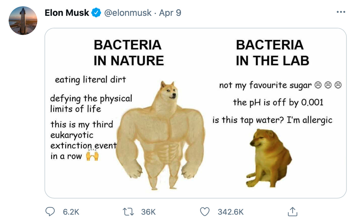 Elon Musk memes