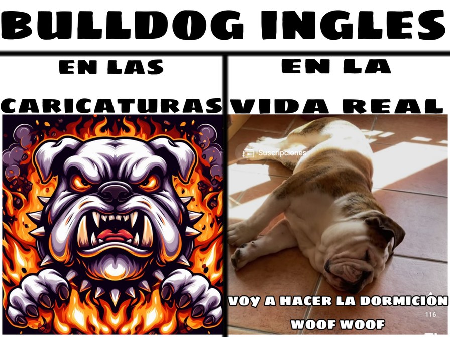 Bulldog inglés - meme