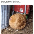 chicken ball