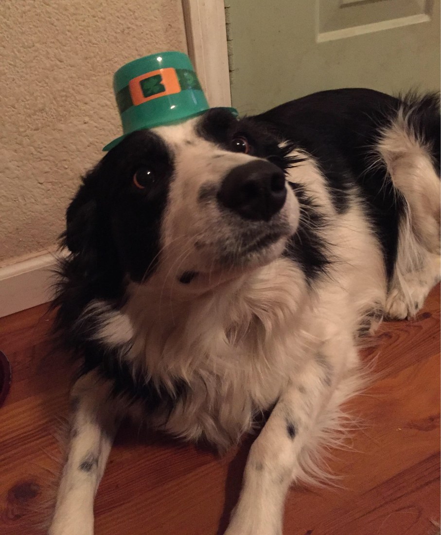 cute doggo in hat - meme