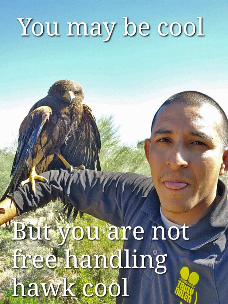 Hawk Hero saved this hawk from drowning - meme