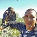 Hawk Hero saved this hawk from drowning