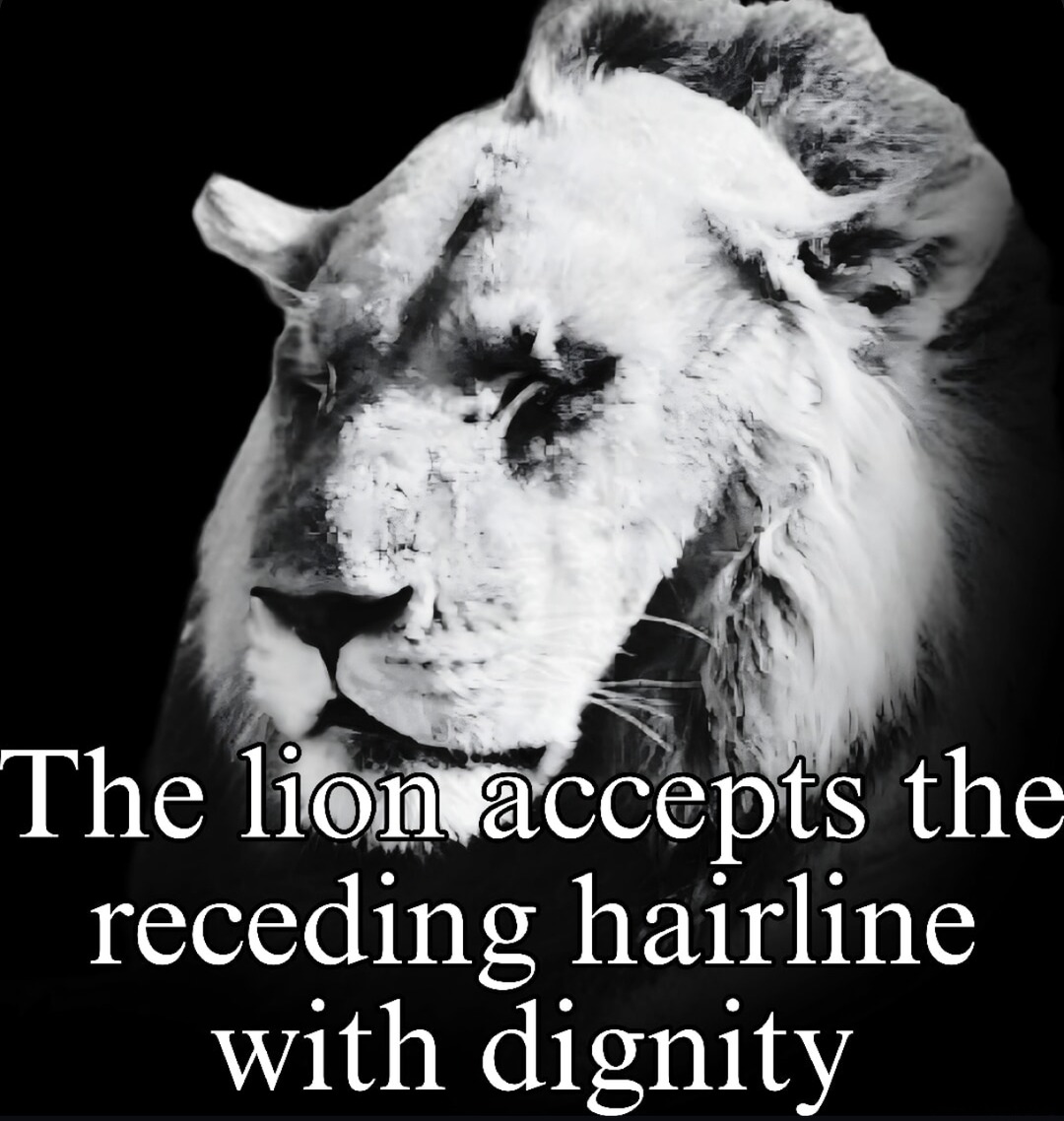 Lion said goodbye to his hairline like a king - meme