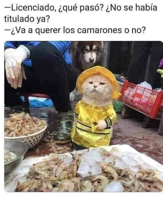 Licenciado, pasó? No sé, pero pidió camarones y eso ya es algo - meme