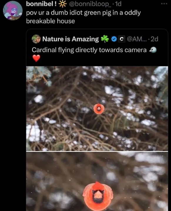 angry birds - meme
