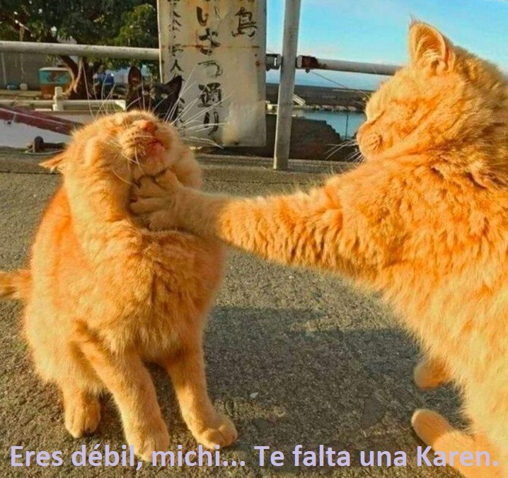 Perdón por la inactividad a mis 0 seguidores actuales - meme