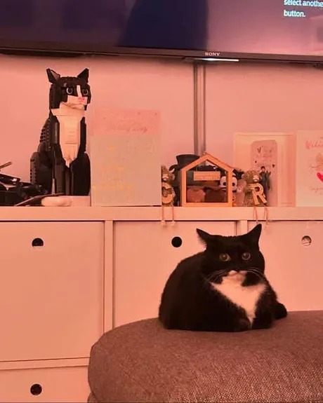 Gato representado en lego - meme